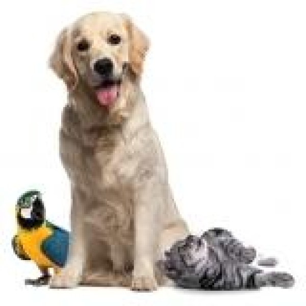 Clínica veterinária zona sul de são paulo