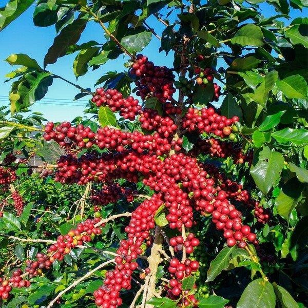 Distribuidora de fertilizantes