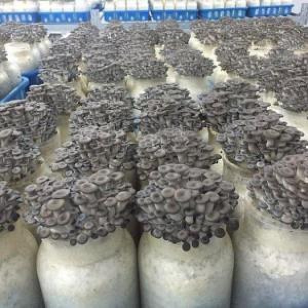 Produção de cogumelos 