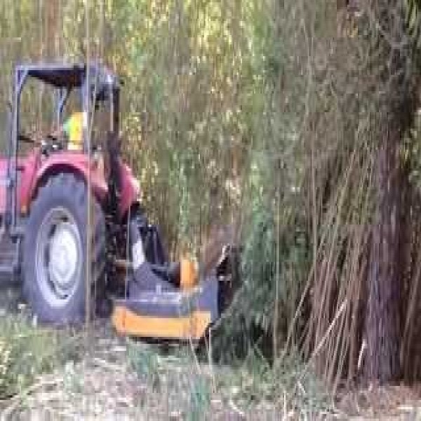 Cabeçote desbastador florestal