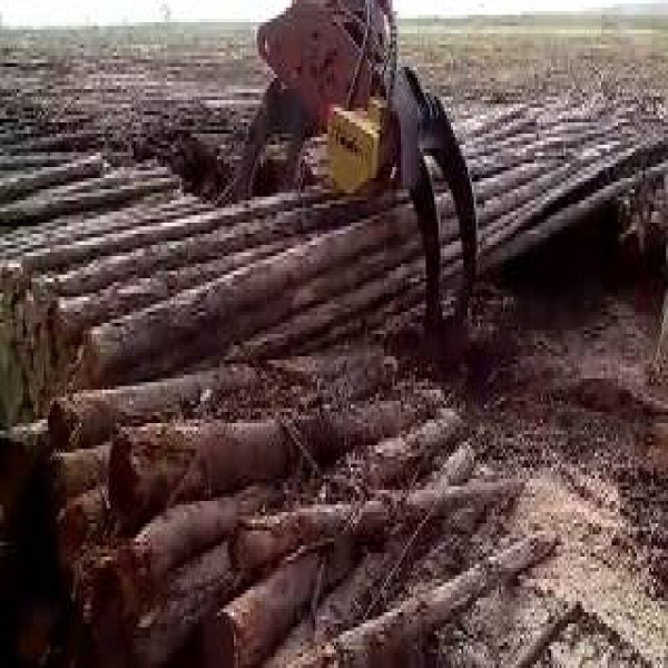 Garra florestal traçadora