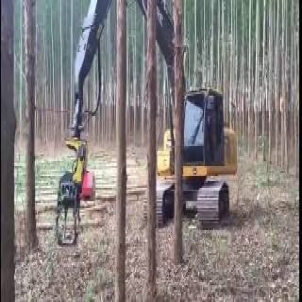 Garra traçadora florestal