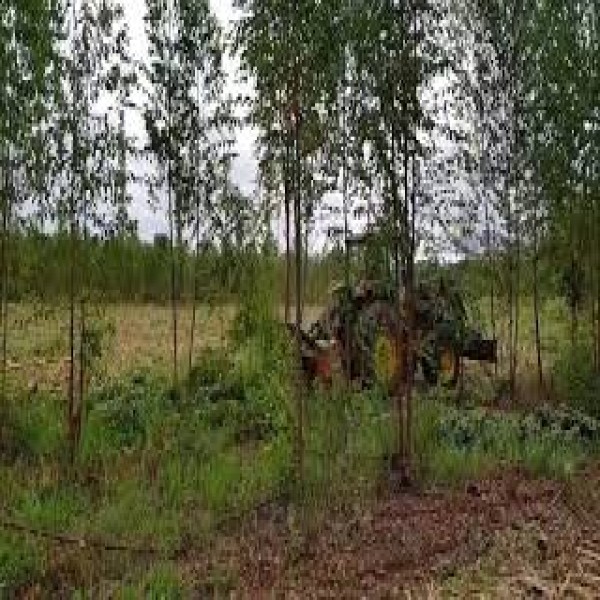 Triturador florestal para trator a venda