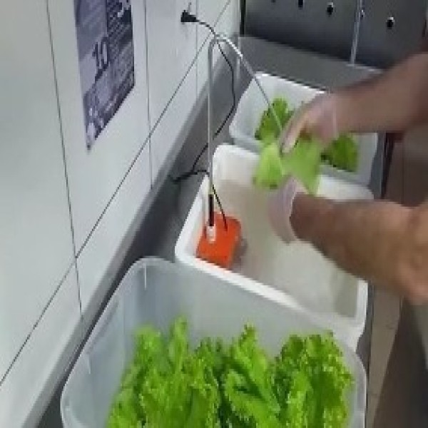 Lavadora de verduras e hortaliças
