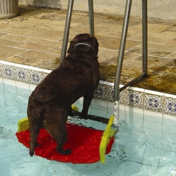 Escada para cachorro piscina