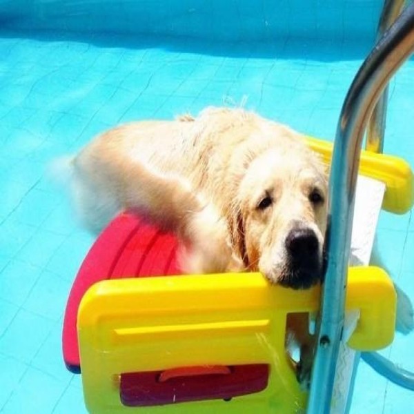 Escada para cachorro sair da piscina