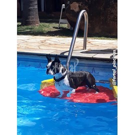 Plataforma Para Escada De Piscina Para Cachorro Sarlo Plasticos