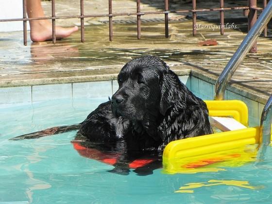 Plataforma Para Escada De Piscina Para Cachorro Sarlo Plasticos