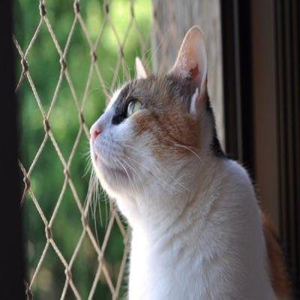 Tela de janela para gatos