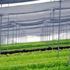 Cobertura sombrite Campinas agricultura