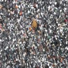 polipropileno reciclado venda