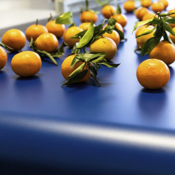 esteira transportadora alimentícia