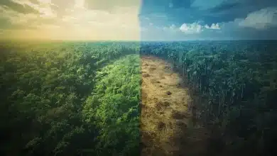 Desmatamento na Amazônia cai 7% em 2024, mas degradação aumenta 8 Desmatamento na Amazônia cai 7% em 2024 mas degradação aumenta