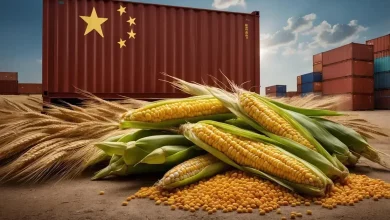 Importações chinesas de soja e algodão crescem, enquanto milho e trigo caem 2 Importações Chinesas: Queda no Milho e Trigo, Alta em Soja