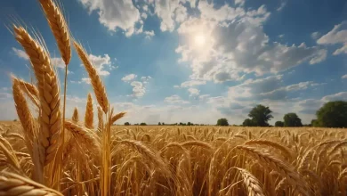 Safra Recorde de Grãos: Impacto nos Preços dos Alimentos 6 Safra Recorde de Grãos: Impacto nos Preços dos Alimentos