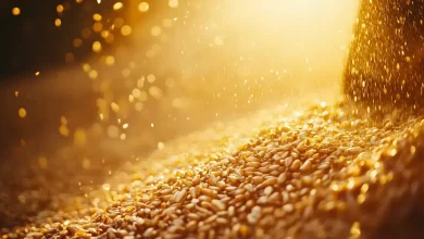 Como grãos de cerveja viram produtos sustentáveis 2 Transformação de Grãos de Cerveja em Produtos Sustentáveis