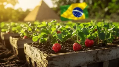 Brasil Abre Mercado para Mudas de Morango do Egito 9 Brasil Abre Mercado para Mudas de Morango do Egito