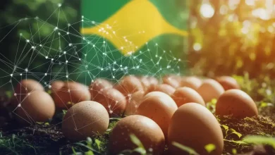 Exportações de Ovos do Brasil Devem Crescer 62% em 2025 8 Exportações de Ovos do Brasil Crescem 62% até 2025