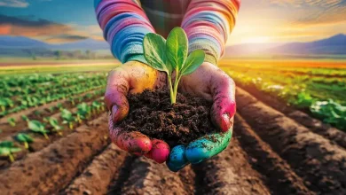 Projeto propõe crédito para agricultura familiar 2 Projeto propõe crédito específico para agricultura familiar