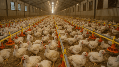 USDA projeta alta de 2,3% na produção e 5% nas exportações de frango 1 ChatGPT Image 3 de abr. de 2025 11 27 49
