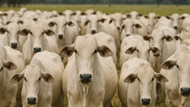 Genética Bovina Brasileira Conquista Mercado Indiano 10 ChatGPT Image 3 de abr. de 2025 13 48 52