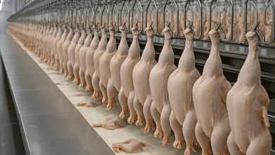 Exportação de Frango do Brasil Cresce 16% para Arábia Saudita 4 ChatGPT Image 8 de abr. de 2025 18 17 28