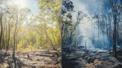 Área devastada por queimadas recua 70% no 1º trimestre 2 Área devastada por queimadas tem queda de 70% no 1º trimestre