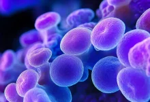 Desafios das infecções fúngicas resistentes a medicamentos