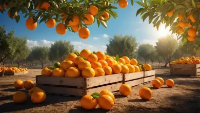 Evera Citrosuco Inova com Produtos de Resíduos de Laranja para Exportação 9 Evera Citrusuco Inova com Produtos de Laranja para Exportação