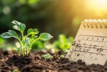 Portaria SEI estabelece novas datas para Edital de Agricultura Urbana RN