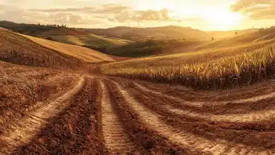 Produção de Cana em MG Sofre Queda de 7,1% na Safra 2025/26 8 Produção de Cana em MG Sofre Queda de 7,1% na Safra 2025/26