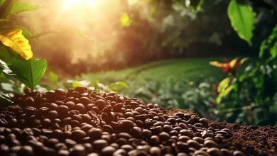 Produtores de Café Especial Conquistam Mercado Internacional 2 Produtores de Café Especial Conquistam Mercado Internacional
