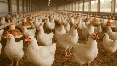 Gripe Aviária: União Europeia Suspende Importação de Frango Brasileiro 10 Gripe Aviária: União Europeia Suspende Importação de Frango Brasileiro