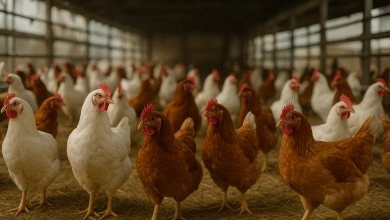 Governo Suspende Exportações de Frango do RS para Todos os Países 9 Governo Suspende Exportações de Frango do RS para Todos os Países