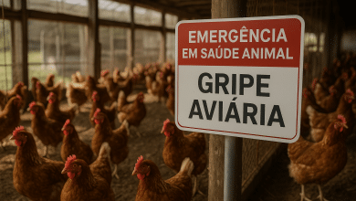 Gripe Aviária: RS Declara Emergência em Saúde Animal 10 Gripe Aviária: RS Declara Emergência em Saúde Animal