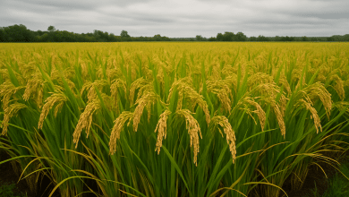 Estudo revela tolerância ao frio em arroz sem alterar DNA 2 Estudo revela tolerância ao frio em arroz sem alterar DNA