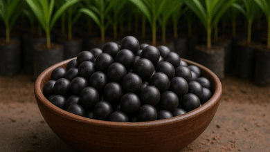 Cultivo de açaí-solteiro fortalece a bioeconomia amazônica 3 Cultivo de açaí-solteiro fortalece a bioeconomia amazônica