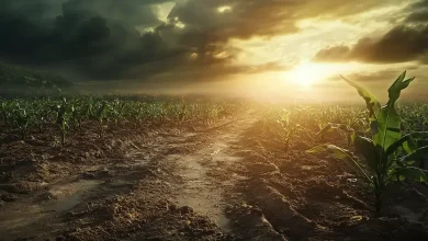 Doenças agrícolas devem aumentar com mudanças climáticas, alerta Embrapa 2 Doenças agrícolas devem aumentar com mudanças climáticas alerta Embrapa