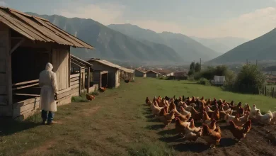 Granja antecipa abate de 60 mil galinhas saudáveis em Montenegro 6 Gripe Aviária: Abate de 60 Mil Galinhas em Montenegro