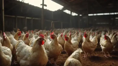Gripe Aviária é Detectada em Granja Comercial no Brasil 4 Gripe Aviária Detetada em Granja Comercial no Brasil