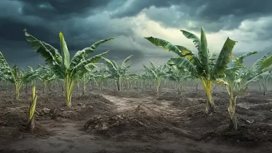 Mudanças climáticas ameaçam cultivo de bananas no mundo 2 Mudanças climáticas ameaçam cultivo de bananas no mundo