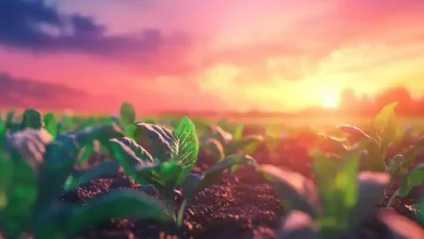 Nanotecnologia agrícola revoluciona herbicidas sustentáveis 5 Nanotecnologia agrícola revoluciona herbicidas sustentáveis