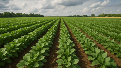 Governo reduz limite de enquadramento no Proagro e muda regras de indenização 5 Governo reduz limite de enquadramento no Proagro e muda regras de indenização