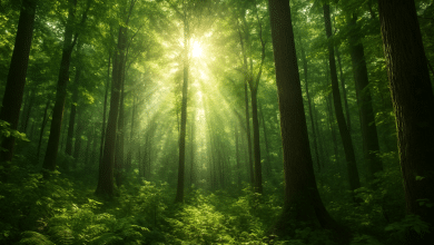 Potencial de crédito de carbono na Amazônia Legal ultrapassa US$ 10 bi 5 Potencial de crédito de carbono na Amazônia Legal ultrapassa US$ 10 bi