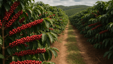 Produtor capixaba zera agrotóxicos e transforma cultivo de café conilon 9 Produtor capixaba zera agrotóxicos e transforma cultivo de café conilon