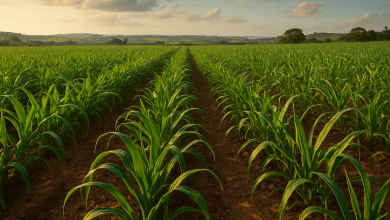 Governo confirma bloqueio no seguro rural de R$ 445,1 milhões 9 Governo confirma bloqueio no Seguro Rural de R$ 445,1 milhões