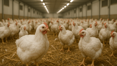 Gripe aviária: 17 países retiram embargo ao frango brasileiro 6 Gripe aviária: 17 países retiram embargo ao frango brasileiro