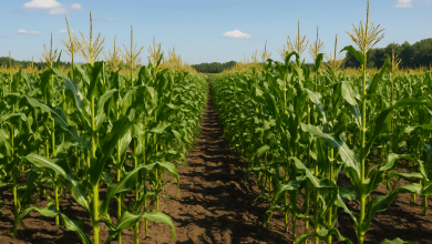 Acordo agrícola de US$1 bi entre Nigéria e Brasil impulsiona setor 3 Acordo agrícola de US$1 bi entre Nigéria e Brasil impulsiona setor