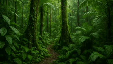 iCS e Bezos destinam R$ 10 mi à economia sustentável na Amazônia 9 iCS e Bezos destinam R$ 10 mi à economia sustentável na Amazônia