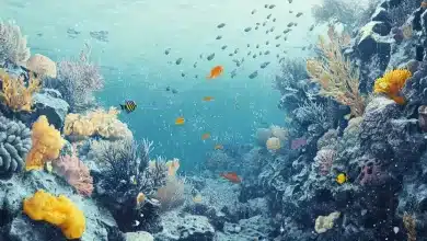 Acidificação dos oceanos ameaça ecossistemas marinhos 1 Acidificação dos oceanos ameaça ecossistemas marinhos